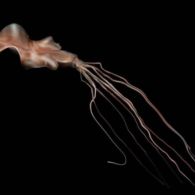 Lignja iz roda Magnapinna