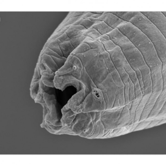 Tarantobelus jeffdanielsi 
 
