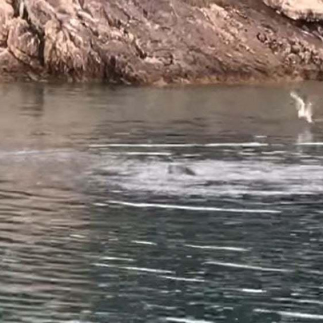 Sredozemna medvjedica

 
