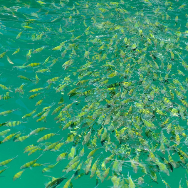 Kolonija riba, ilustracija
