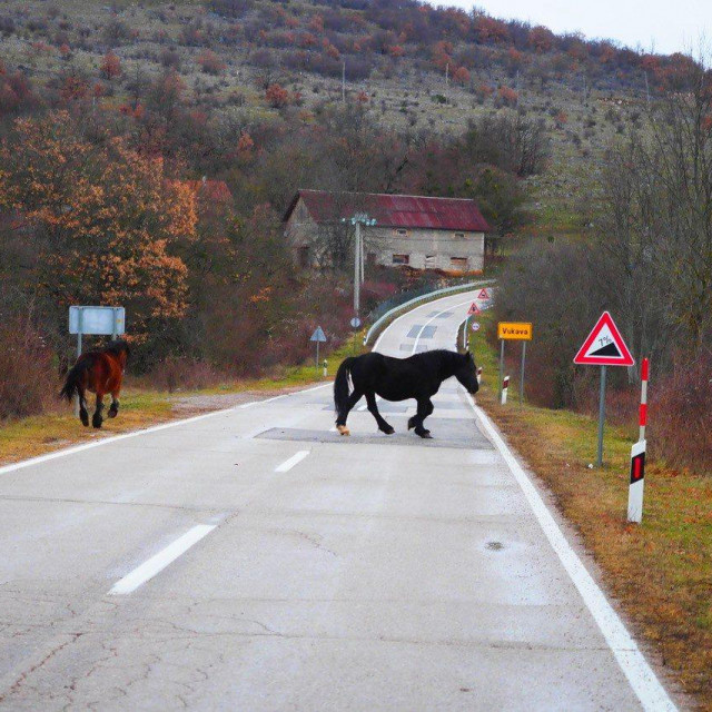 Konji u Lici bez nadzora šetaju prometnicama
