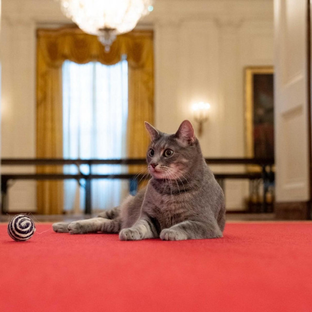 Willow u Bijeloj kući
