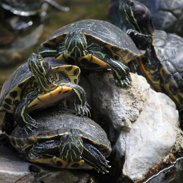 Riječna kornjača (Mauremys rivulata)
