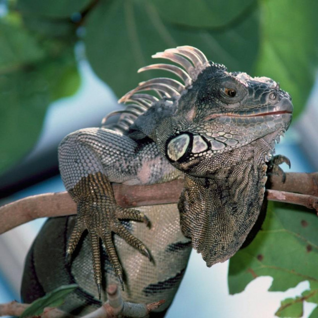 Iguana, ilustracija
