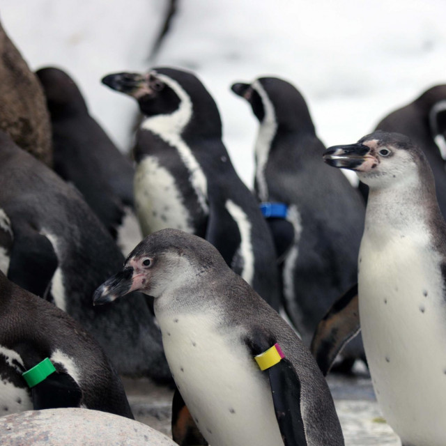 Pingvini
