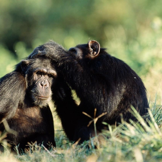 Čimpanze/Ilustracija
