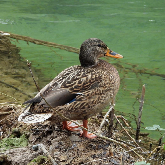 Brojnošću su prevladavale liske, te glavate, divlje i krunate patke
