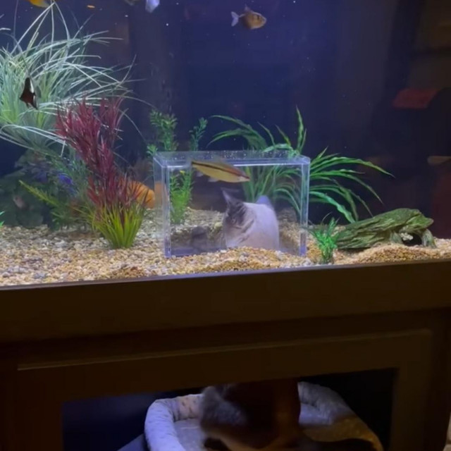 Mačka i akvarij
