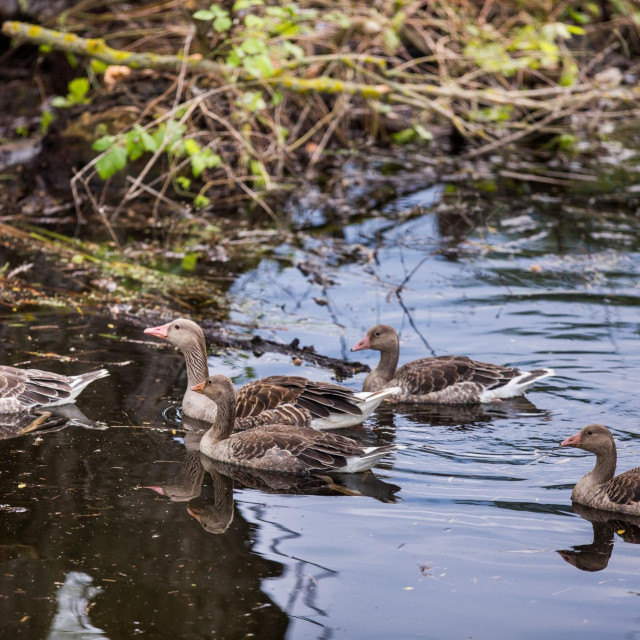 Kopački rit (ilustracija)
