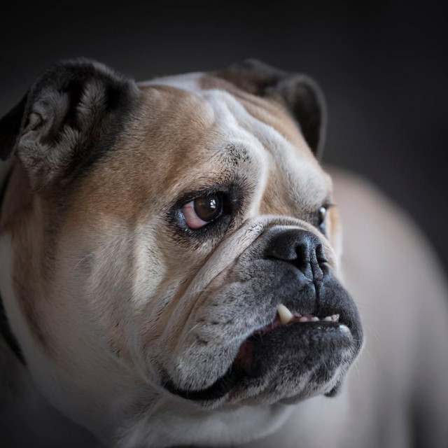 Engleski buldog
