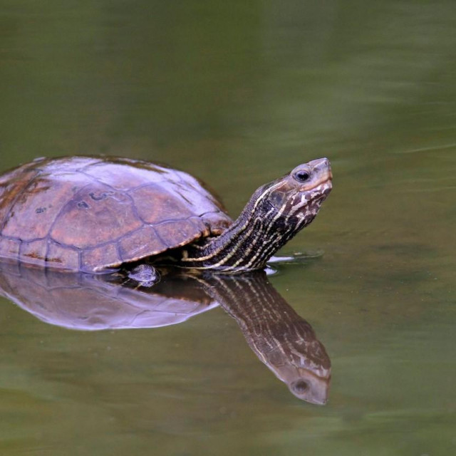 𝘔𝘢𝘶𝘳𝘦𝘮𝘺𝘴 𝘳𝘪𝘷𝘶𝘭𝘢𝘵𝘢
