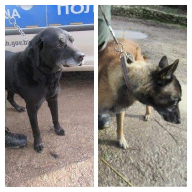 Facebook, psi Brčko
