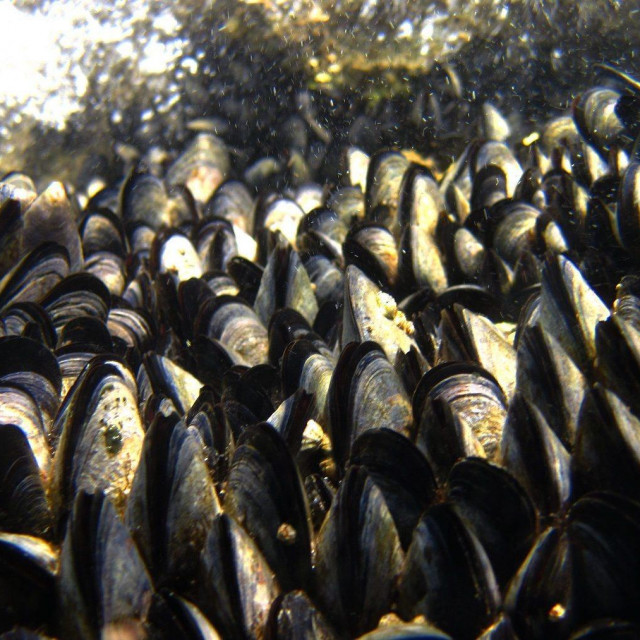 Arhivska fotografija
