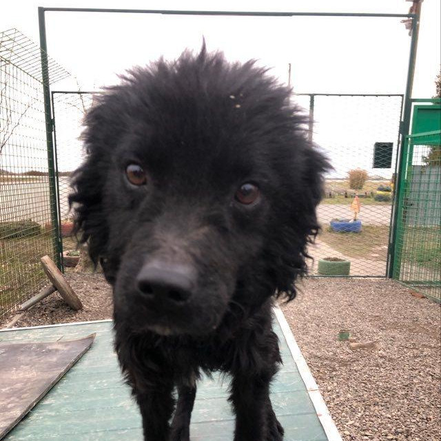 Jedan od malih štićenika azila
