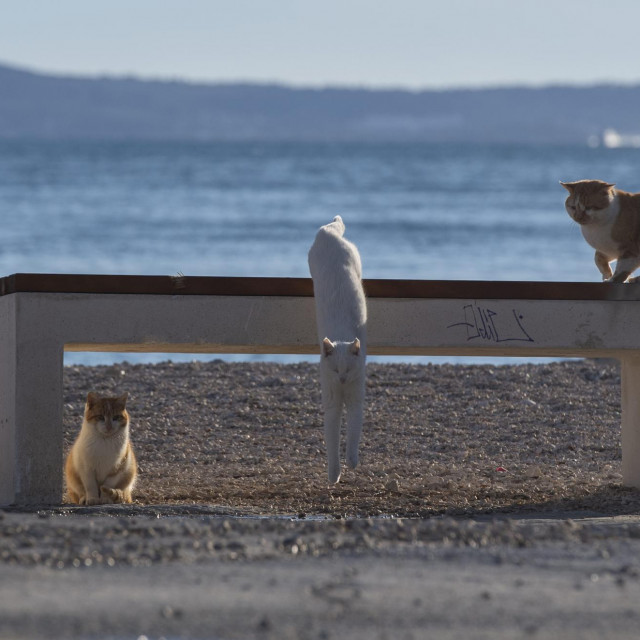 Split, 070222.
Macke koje su se udomacile u uvali Kastelet bave se u veljaci svojim poslom.