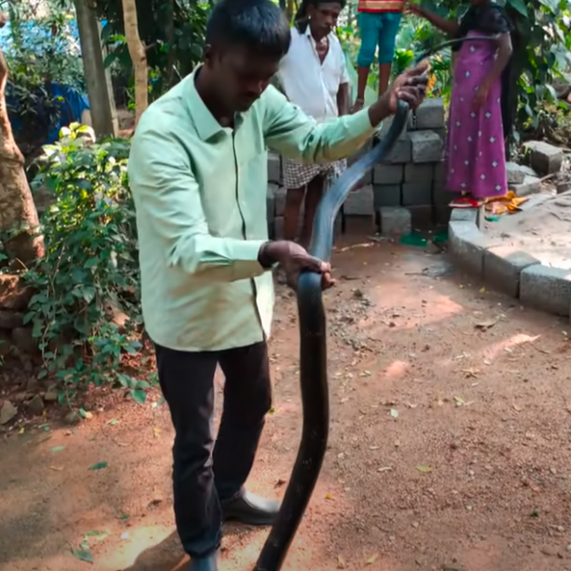 Vava Suresh sa zmijom, Ilustativna fotografija

