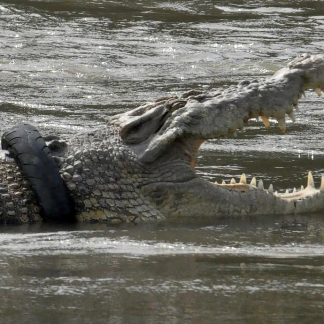 Krokodil s gumom oko vrata
