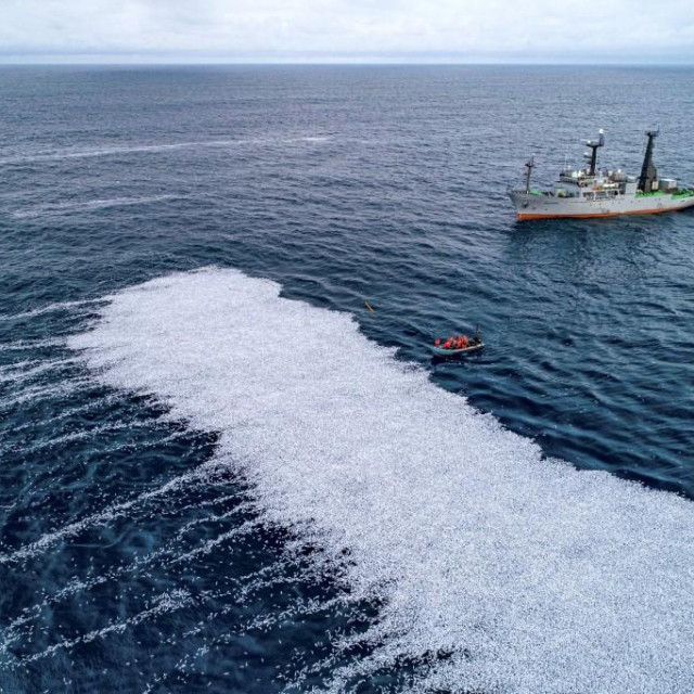 Mrtve ribe na morskoj površini
