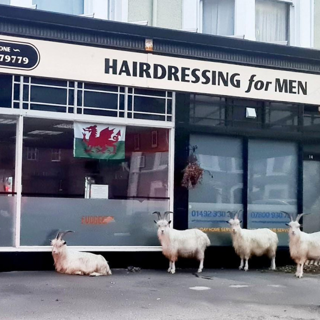 Divlje koze u Llandudnu
