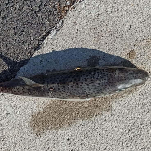 Srebrenopruga napuhača
