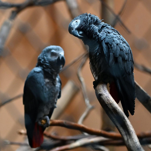 Zoološki vrt u Zagrebu
