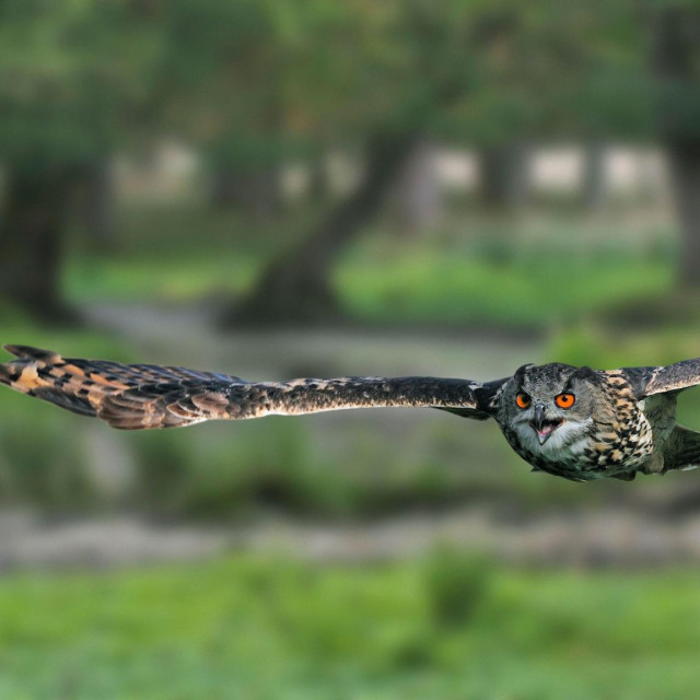 Bira se Ptica godine
