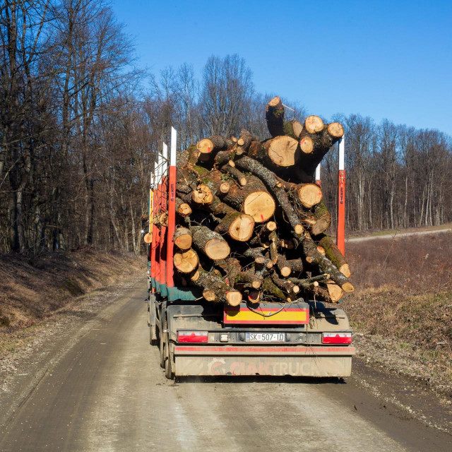 Sječa bukve i hrasta koje provodi tvrtka Sunčane šume
