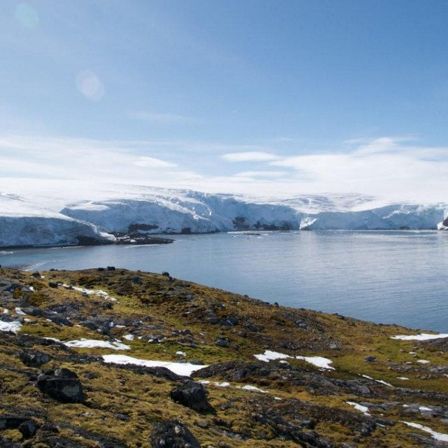 Biljke na Antarktici
