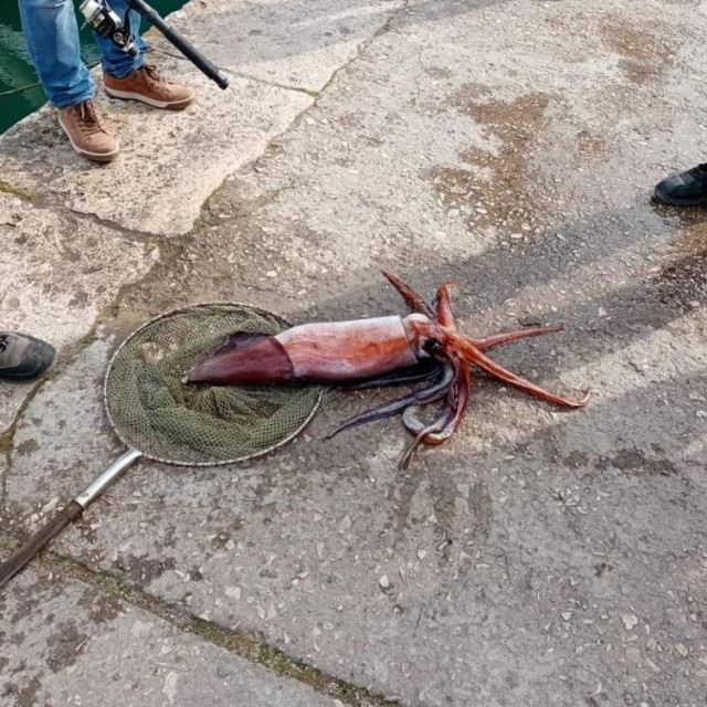 U Vela Luci uhvaćen lignjun rijedak u Jadranskom moru
