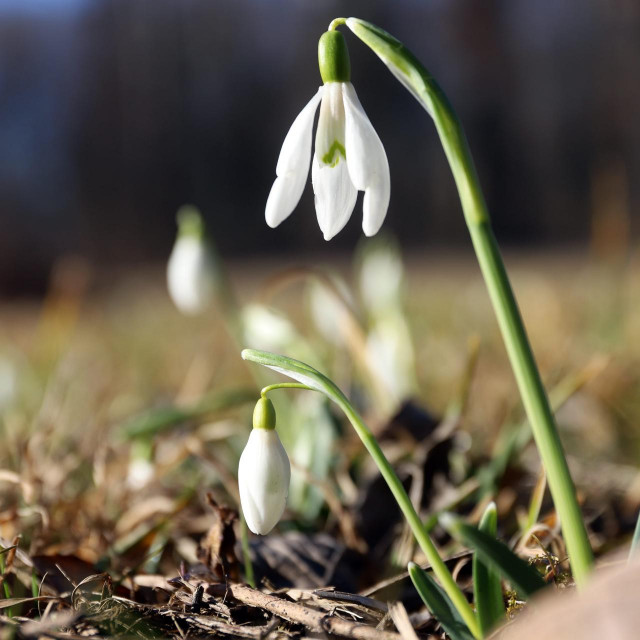 U Dravskoj park sumi procvale su visibabe i najavile proljece
 
