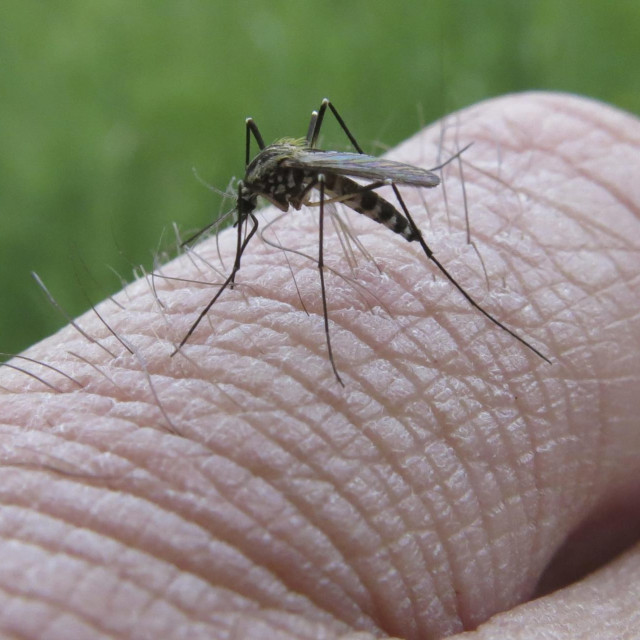 Ilustrativna fotografija
