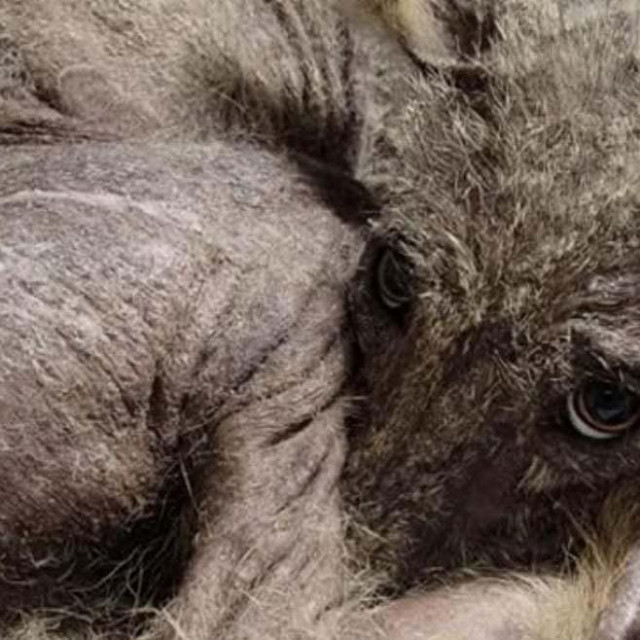 Misteriozna životinja ipak je kojot
