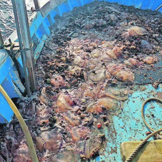 meduza 'morska pluća' (lat. Rhizostoma pulmo)
