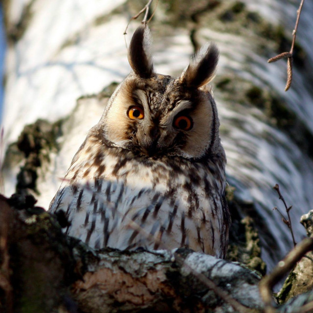 Sova ušara druga je po veličini vrsta sove u svijetu
