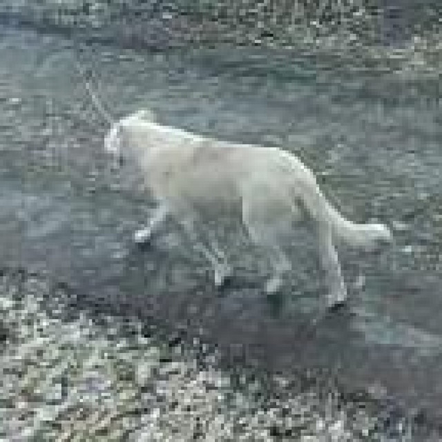 Snimljena životinja
