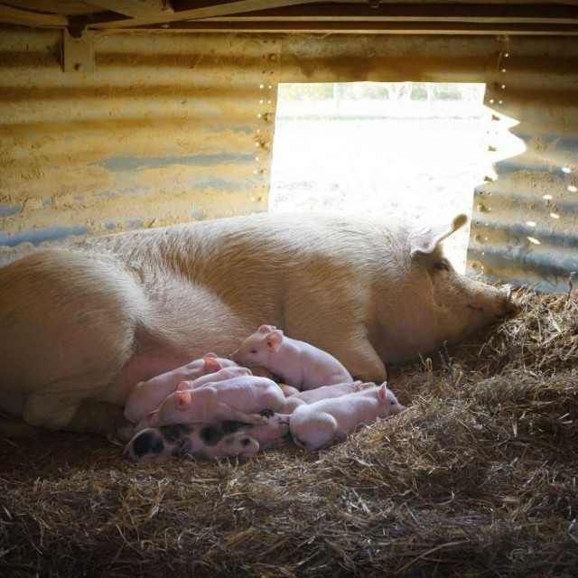 Svinja i njeni maleni u prostoru koji je daleko primjereniji od kaveza
