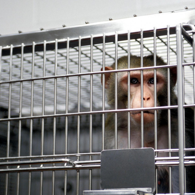 Majmun u laboratoriju
