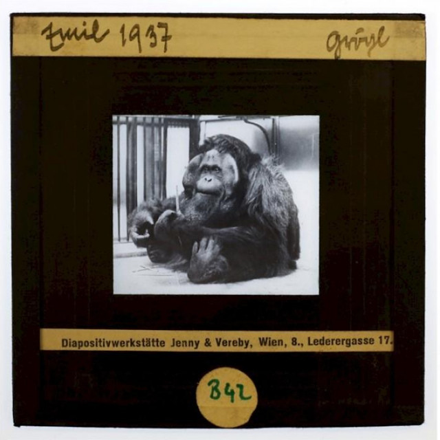 Orangutan Emil
