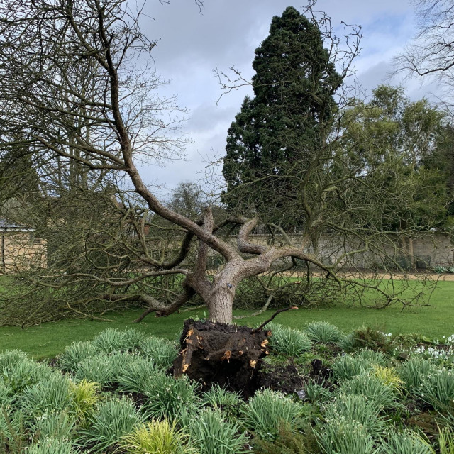 'Newtonovo stablo jabuke'
