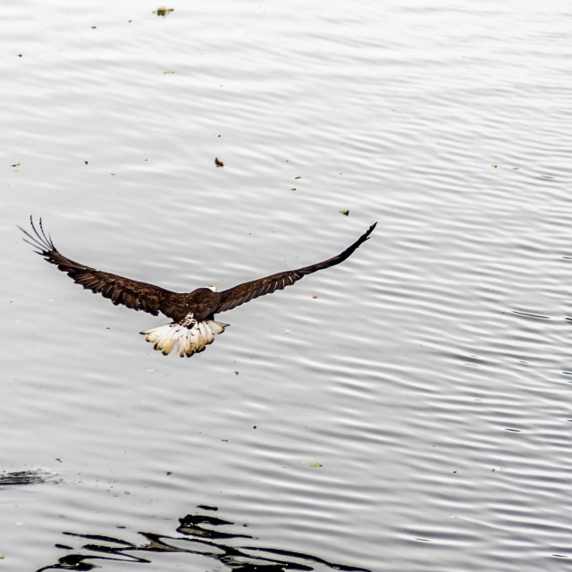 Surovi orao u saveznoj državi Washington, SAD
