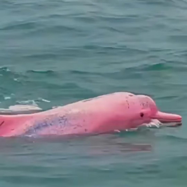 Boto, ružičasti dupin
Facebook
