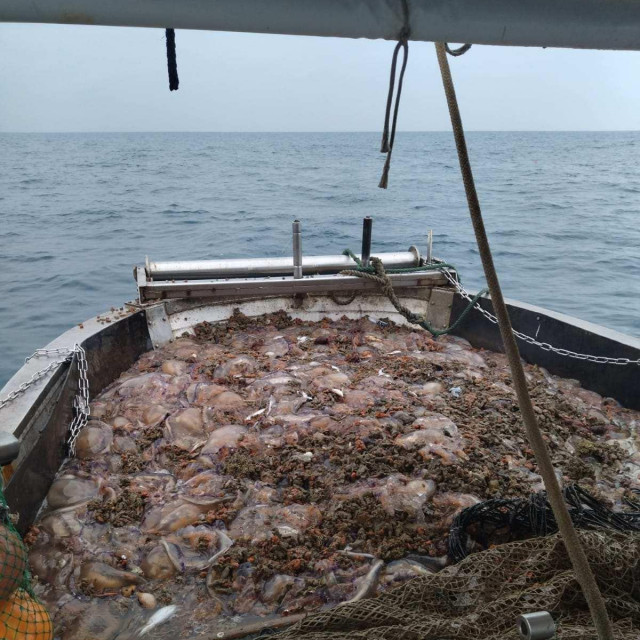 Dario Spitz u svojim je mrežama ulovio ni više ni manje nego 2,5 tona meduza
