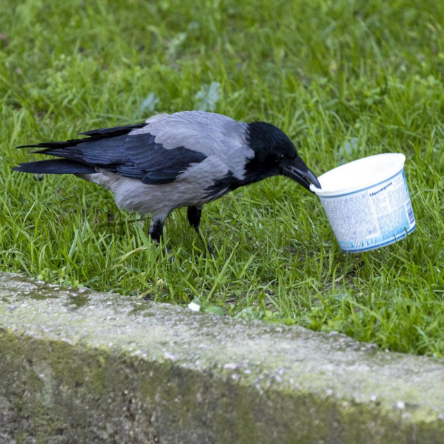 Pažnju ove vrane u parku u GK Plokite privukla je prazna plastična ambalaža
