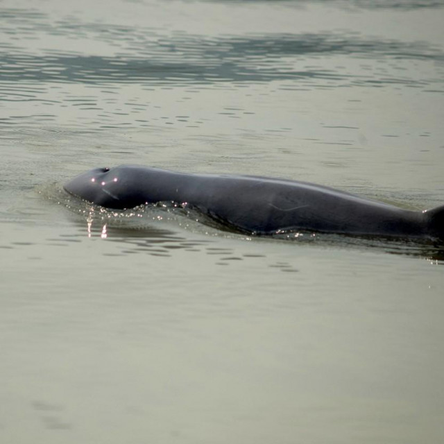 Orcaella brevirostris
