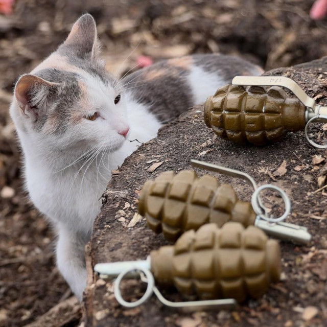 Znatiželjni mačak u Piševiku
