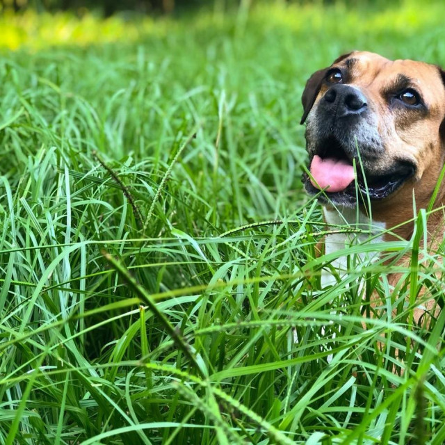 Psi krpelje često 'pokupe' u visokoj travi
