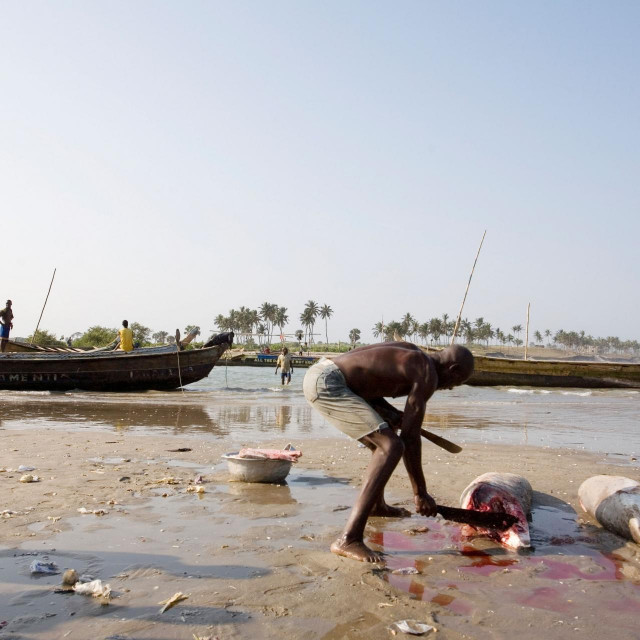 Ribar u Gani komada meso morskog psa
