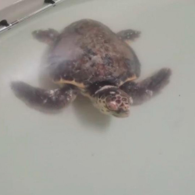 Ivan odlično napreduje
