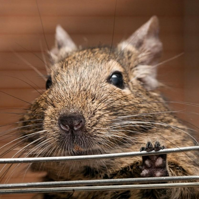 cute degu pet in open cage closeup,Image: 199442517, License: Royalty-free, Restrictions:, Model Release: no, Credit line: Oleg Kozlov/Alamy/Alamy/Profimedia
