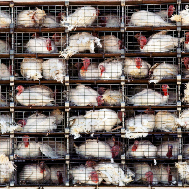 Ilustracija, purani u kavezu
